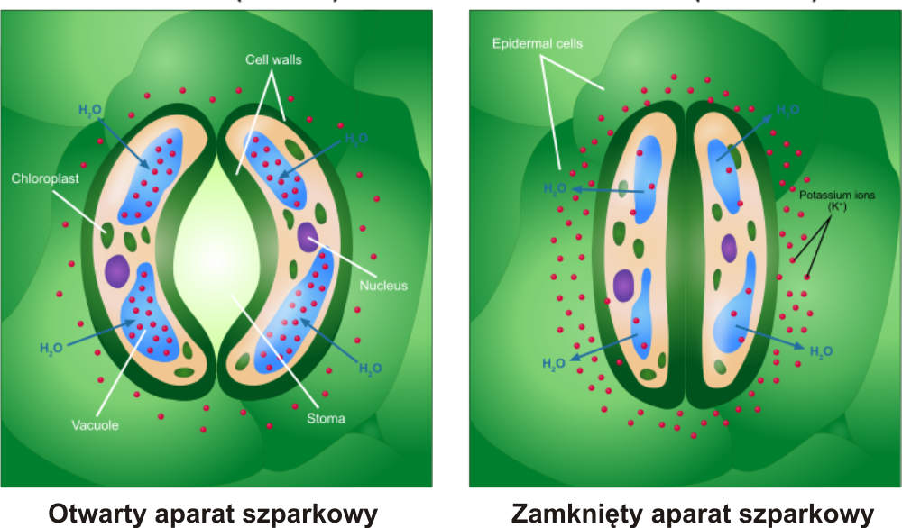 Schemat otwierania i zamykania aparatów szparkowych roślin